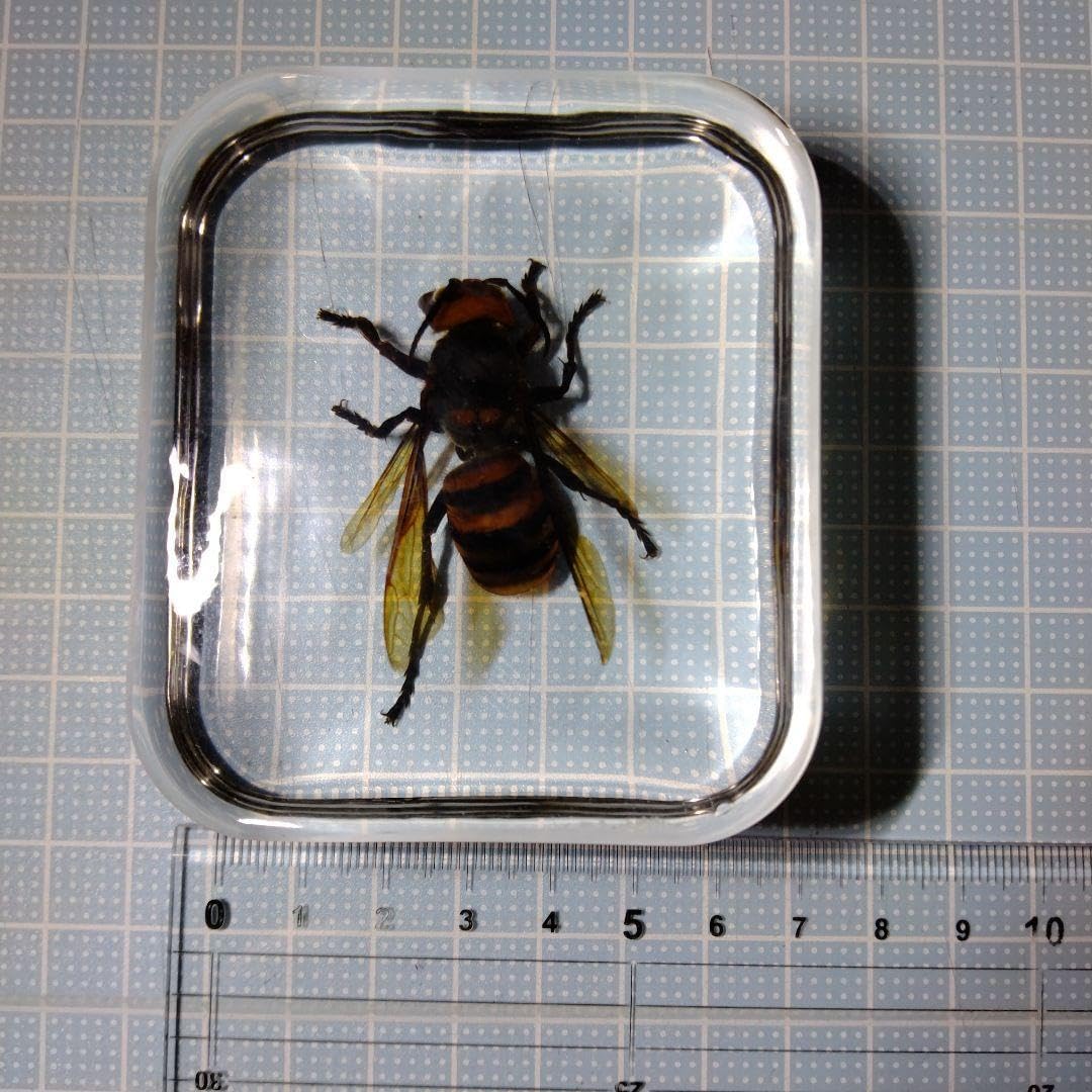 g595-28 パンティ&ストッキングwithガーターベルト ショップ スリーブ